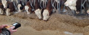 Methanmenge sensibel auf Futterzusatz