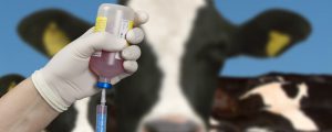 Jürgen Rehage Vizerektor der Vetmeduni Wien