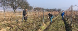 Sorge um Bestand der Weinbauschule Mistelbach