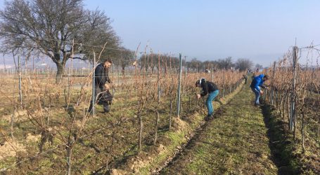Sorge um Bestand der Weinbauschule Mistelbach