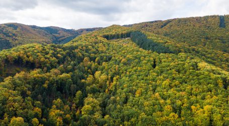 Bundesforste bilanzieren über Erwartung