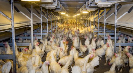 Verlustersatz für Legehennenbetriebe beantragbar