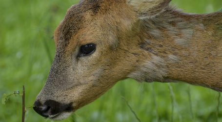 Mit Sirenenton Kitze retten