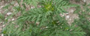 Allergieauslöser im gesetzlichen Fadenkreuz