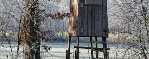 UBV für Abschussplan gegen Wölfe