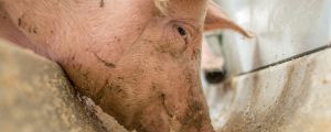 Biphenyle in Schweinemastbetrieb nachgewiesen