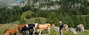UBV -Plattform Urbas kritisiert Almweideregelung