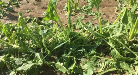 Hitze von schweren Unwettern begleitet