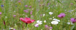 Bioverband setzt auf mehr Biodiversität