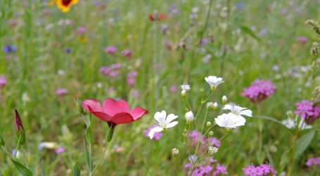 Bioverband setzt auf mehr Biodiversität