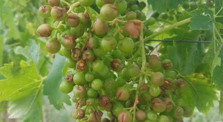 Wiener Wein- und Gemüsekulturen geschädigt