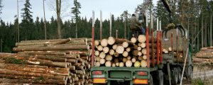 Binnen 40 Sekunden wächst Holzhaus nach
