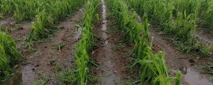 Unwetter verwüsten neuerlich Agrarflächen