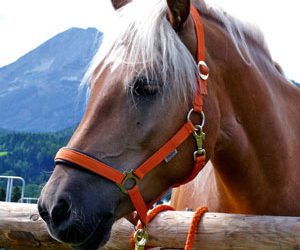 BLICK INS LAND 08/2021 ist erschienen