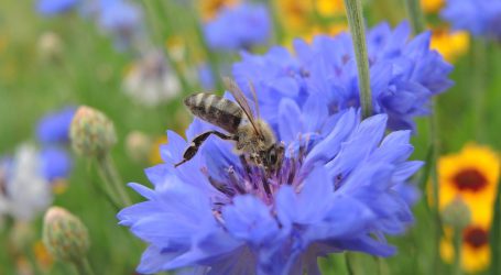 So interpretieren Voglauer / Stammler die farm-to-fork Studie