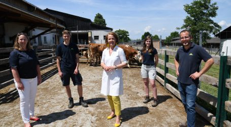 Am Edelhof saufen Kälber an Ammen