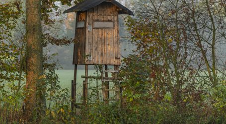 Salzburger Wolfsverordnung tritt in Kraft