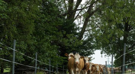 Klimaerwärmung fördert Pilzgifte auf Weiden