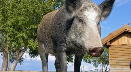 Zaunbau gegen Schweinepest in Mecklenburg