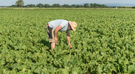 Positive Aussichten für Rübenernte