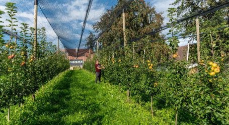 Ländle-Äpfel heuer kleiner und aromatischer