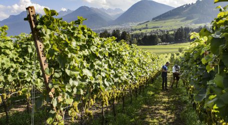 Erstes Jahrzehnt Nordtiroler Weinbauverband