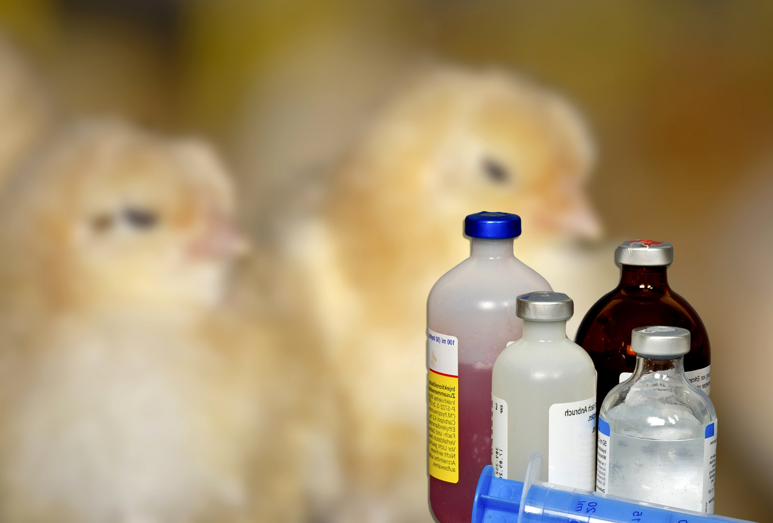 Kein Veto im EU-Parlament zu Reserveantibiotika - Blick ins Land