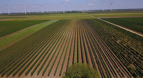 Österreichs Weine im Export besonders geschätzt
