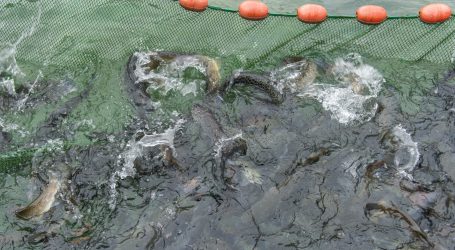 Einreichungen für KAISER bei Fisch oder Pasta