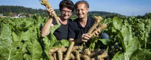 Kren zur Heilpflanze des Jahres gewählt