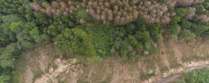 Wald nutzen, um Vielfalt zu fördern