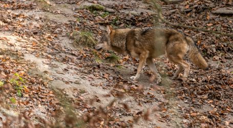 Ausnahmen vom Wolfsschutz EU-rechtlich möglich