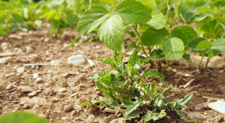 Lobby für Gentechnik-Freiheit warnt vor Neuregelung