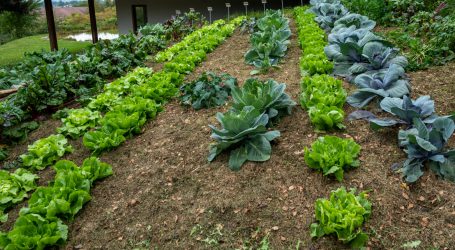 30 Prozent Biofläche zu wenig ambitioniert