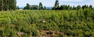 Wald nutzen hilft Klima schützen