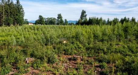 Wald nutzen hilft Klima schützen