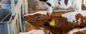UBV kritisiert schwarz-grünen Tierschutzantrag
