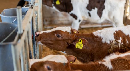 UBV kritisiert schwarz-grünen Tierschutzantrag