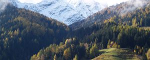 Schutzwald in Österreich – Bericht fertig