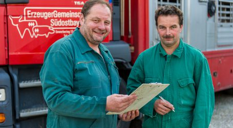 Weihnachten belebt die Schlachtzahlen bei Schwein