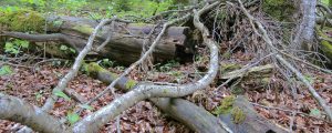 Waldflächen für Trittsteinbiotope gesucht