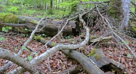 Waldflächen für Trittsteinbiotope gesucht