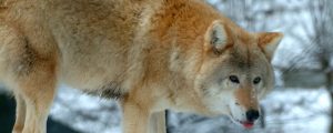 Gahr sieht Weidezonen als unabdingbar für Wolfsmanagement