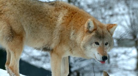 Gahr sieht Weidezonen als unabdingbar für Wolfsmanagement