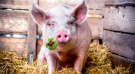 BLICK INS LAND 01/2022 ist erschienen