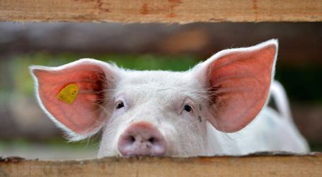 Schweinehalter zwischen Resignation und Aufbruch