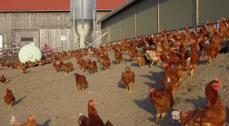 Drei Vogelgrippefälle in Kärnten