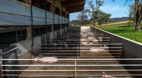 Schweinemarkt beschäftigt EU-Agrarministerrat