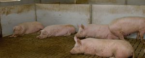 Deutschlands Schweinebestand auf Niveau von 1996