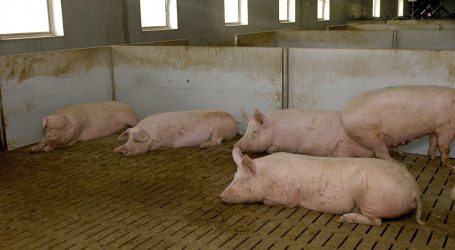 Deutschlands Schweinebestand auf Niveau von 1996